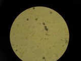 Bondarzewia occidentalis image