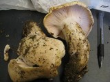 Hygrophorus sordidus image