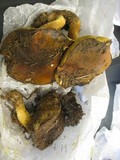 Suillus brevipes image