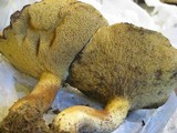 Suillus brevipes image