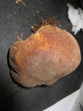Boletus zelleri image