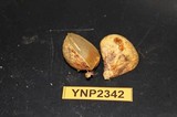 Rhizopogon rubescens image