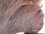 Gomphus clavatus image
