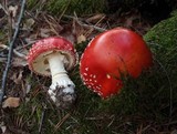 Amanita muscaria subsp. muscaria image