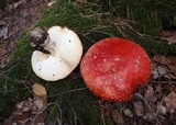 Amanita muscaria subsp. muscaria image