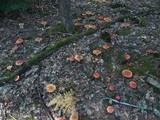 Amanita muscaria subsp. muscaria image