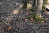 Amanita muscaria subsp. muscaria image