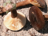 Lactarius lignyotus image