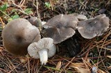 Tricholoma terreum image
