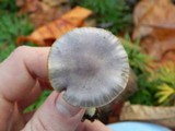 Cortinarius griseoviolaceus image