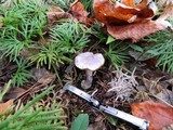 Cortinarius griseoviolaceus image