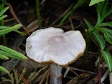 Cortinarius griseoviolaceus image