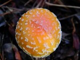 Amanita persicina image