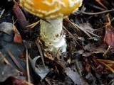 Amanita persicina image