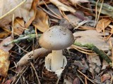 Amanita sect. Vaginatae image