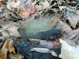 Phycomyces blakesleeanus image