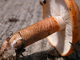 Tricholoma aurantium image