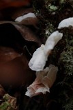 Hemimycena candida image