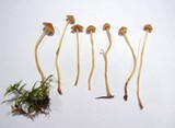 Galerina subclavata image