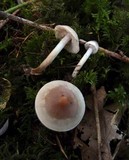Hebeloma mesophaeum image