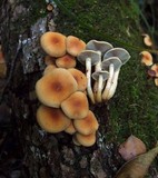 Hypholoma capnoides image