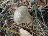 Lycoperdon umbrinum image