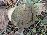 Lycoperdon umbrinum image