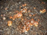Gymnopilus luteofolius image