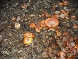 Gymnopilus luteofolius image