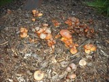 Gymnopilus luteofolius image