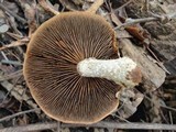 Hemipholiota populnea image