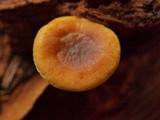 Xeromphalina cauticinalis image