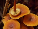 Xeromphalina cauticinalis image
