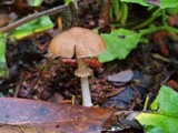 Psathyrella longistriata image
