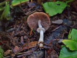 Psathyrella longistriata image