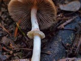 Psathyrella longistriata image