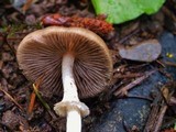 Psathyrella longistriata image