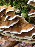 Bjerkandera adusta image