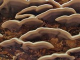 Bjerkandera adusta image
