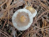 Hebeloma mesophaeum image
