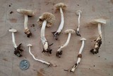 Tricholoma inamoenum image
