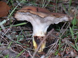 Gomphidius oregonensis image