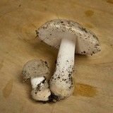 Amanita farinosa image