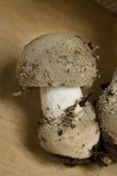 Amanita farinosa image