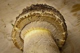 Amanita augusta image