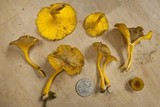 Chrysomphalina chrysophylla image