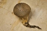 Lycoperdon nigrescens image