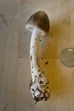 Amanita constricta image