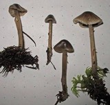 Mycena quiniaultensis image