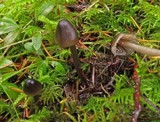 Mycena quiniaultensis image